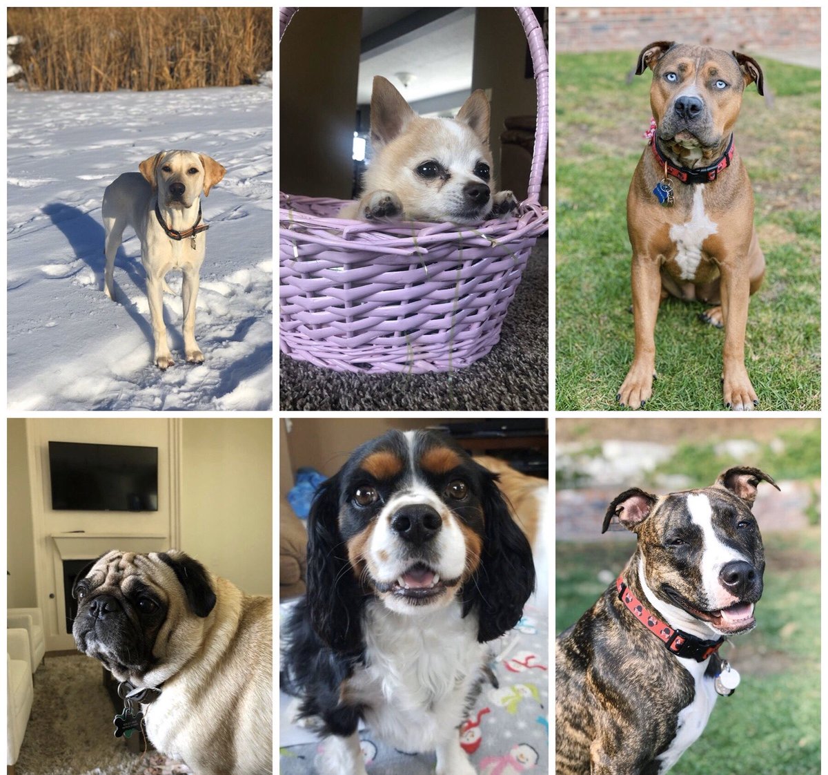 BSUHobsonUnion's tweet photo. Pet photo contest starts today! Head to our Instagram story to vote! (@ bsuhobsonunion) https://t.co/QjO9bvEQsf