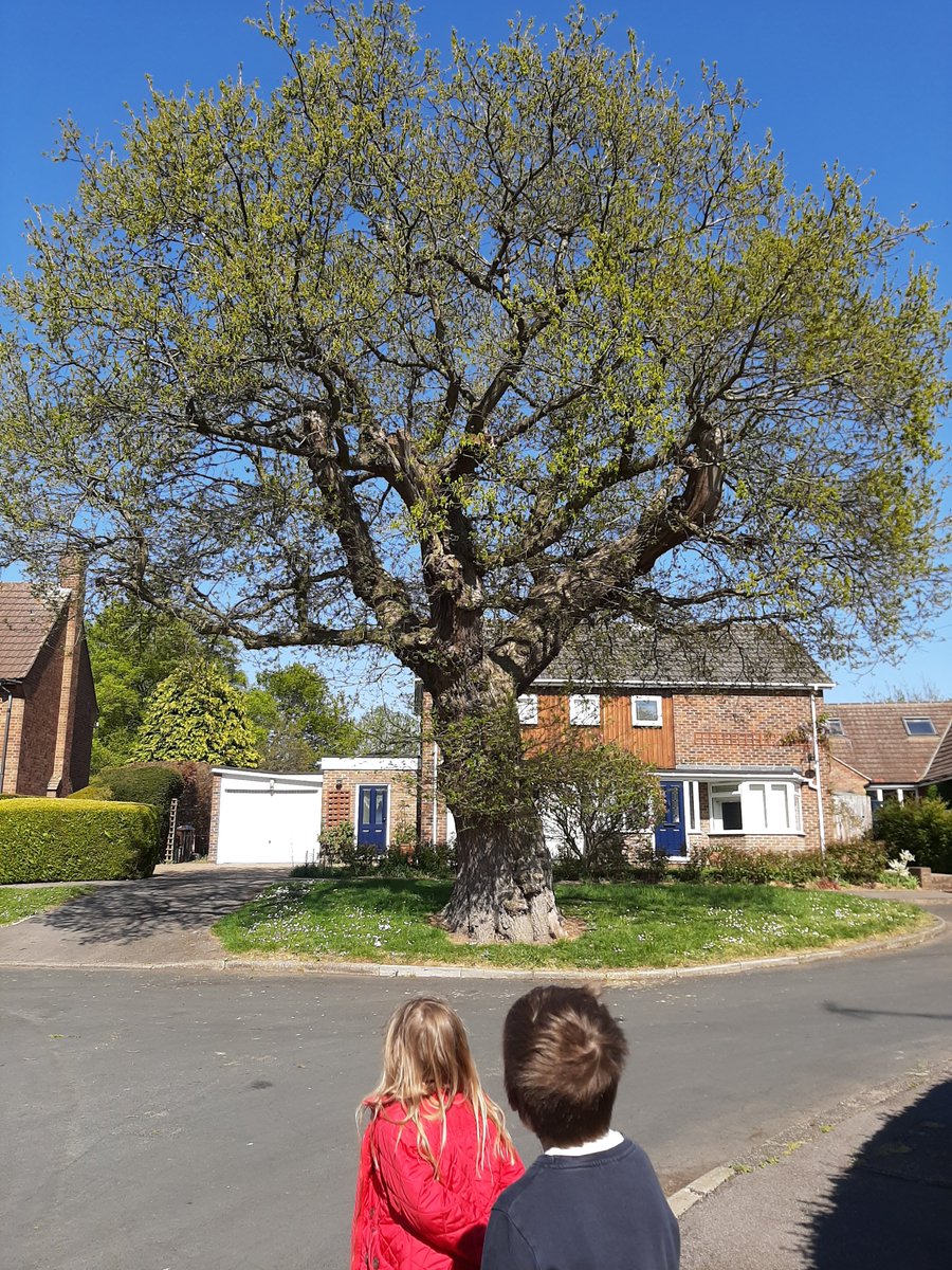 SarahDuffey5's tweet photo. Observing Trees! Year 2 this is part of your science lesson tomorrow. What trees can you find? Can you name them? @ssascommunity @Miss_JHolmes https://t.co/VUTlAHMPSy
