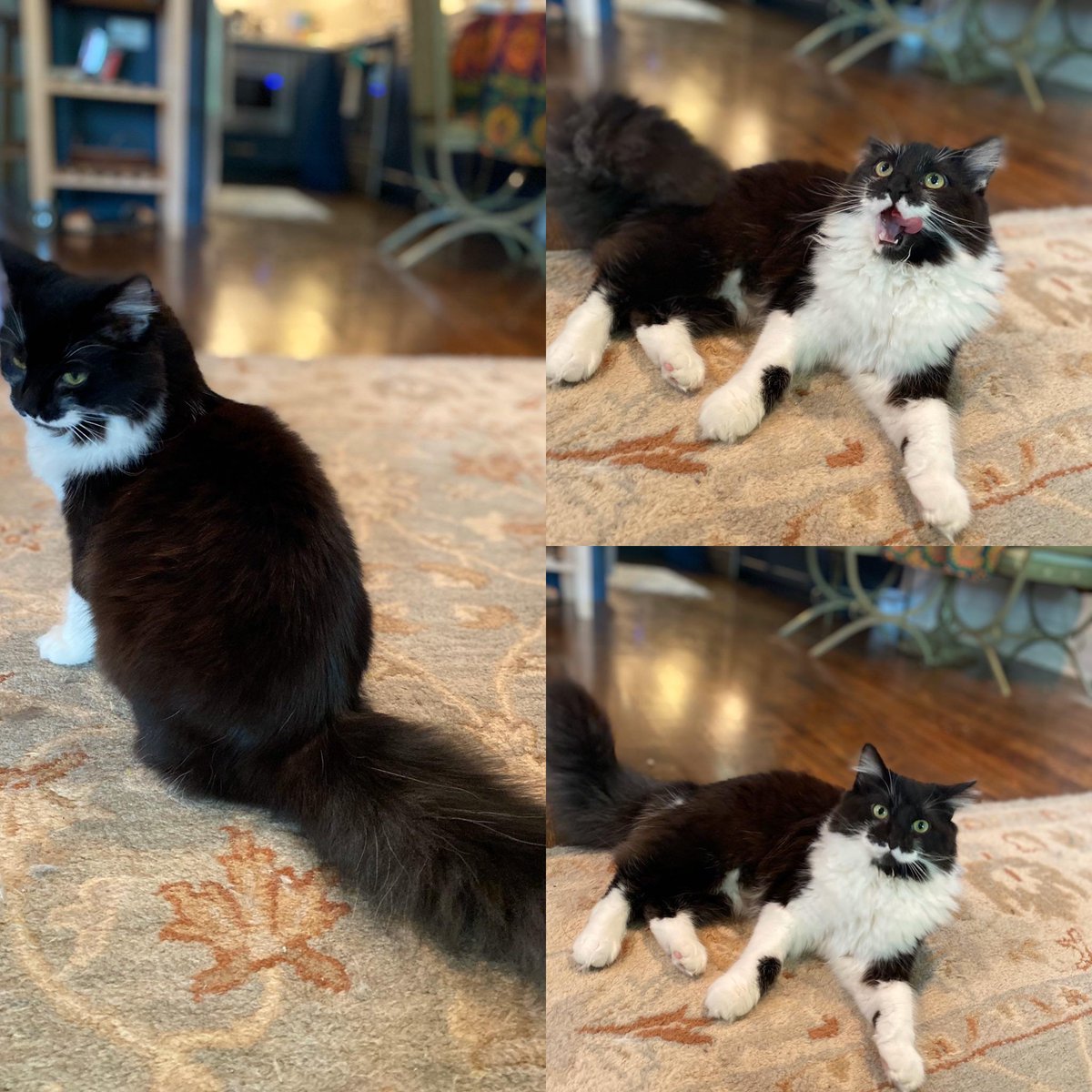 MeowMoeDotCom's tweet photo. My #Kitten is about #8mo - and looks like she still has #Lots of #Growing to do. With the ...
 
#Cats #Cat #Kittens #Kitten #Kitty #Pets #Pet #Meow #Moe #CuteCats #CuteCat #CuteKittens #CuteKitten #MeowMoe
 
#Floofiestbiggest
 
https://t.co/2xDm6mbcDq
 
. https://t.co/J8bRsoRpf1
