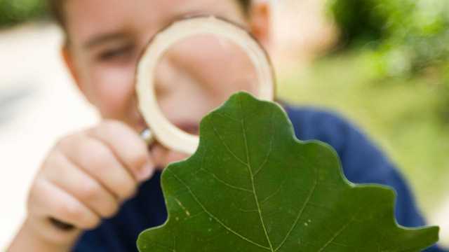PillagerSchools's tweet photo. Friday is Arbor Day which is an annual observance that celebrates the role of trees in our lives and promotes tree planting and care.  Pillager School always has a big Arbor Day celebration.  This year is a little different and we are suggesting that you… https://t.co/ritflymA8S https://t.co/L9ciqKKnhz