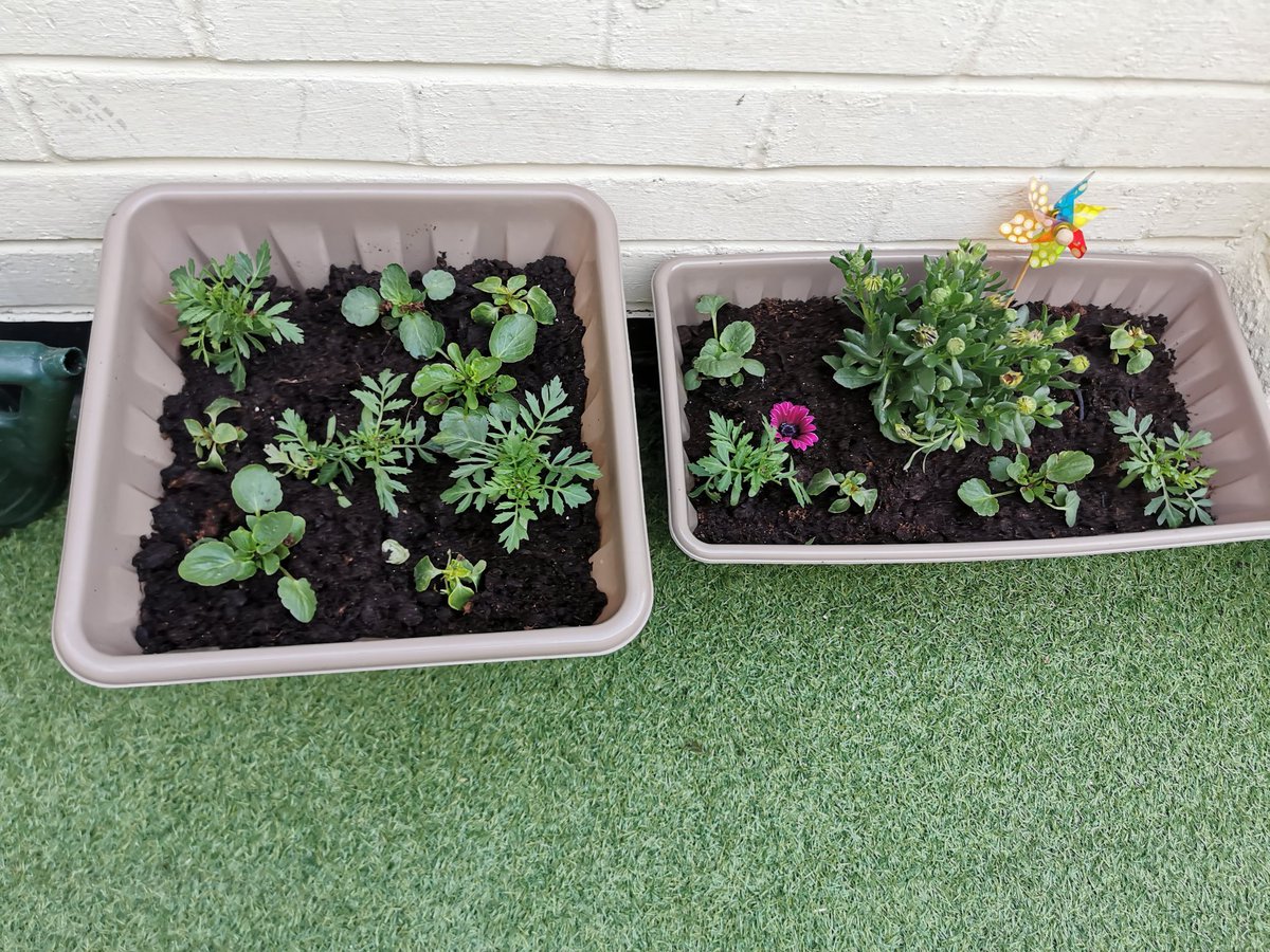 clairestrutt81's tweet photo. @epakangaroosy1 hi, where back to school work today after the easter holidays we've been super busy we've planted flowers and sunflower seeds which have come through already, we've made Easter buns and eaten lots of chocolate,  hope you had nice easter love poppy strutt x https://t.co/SdAMIkAzVb