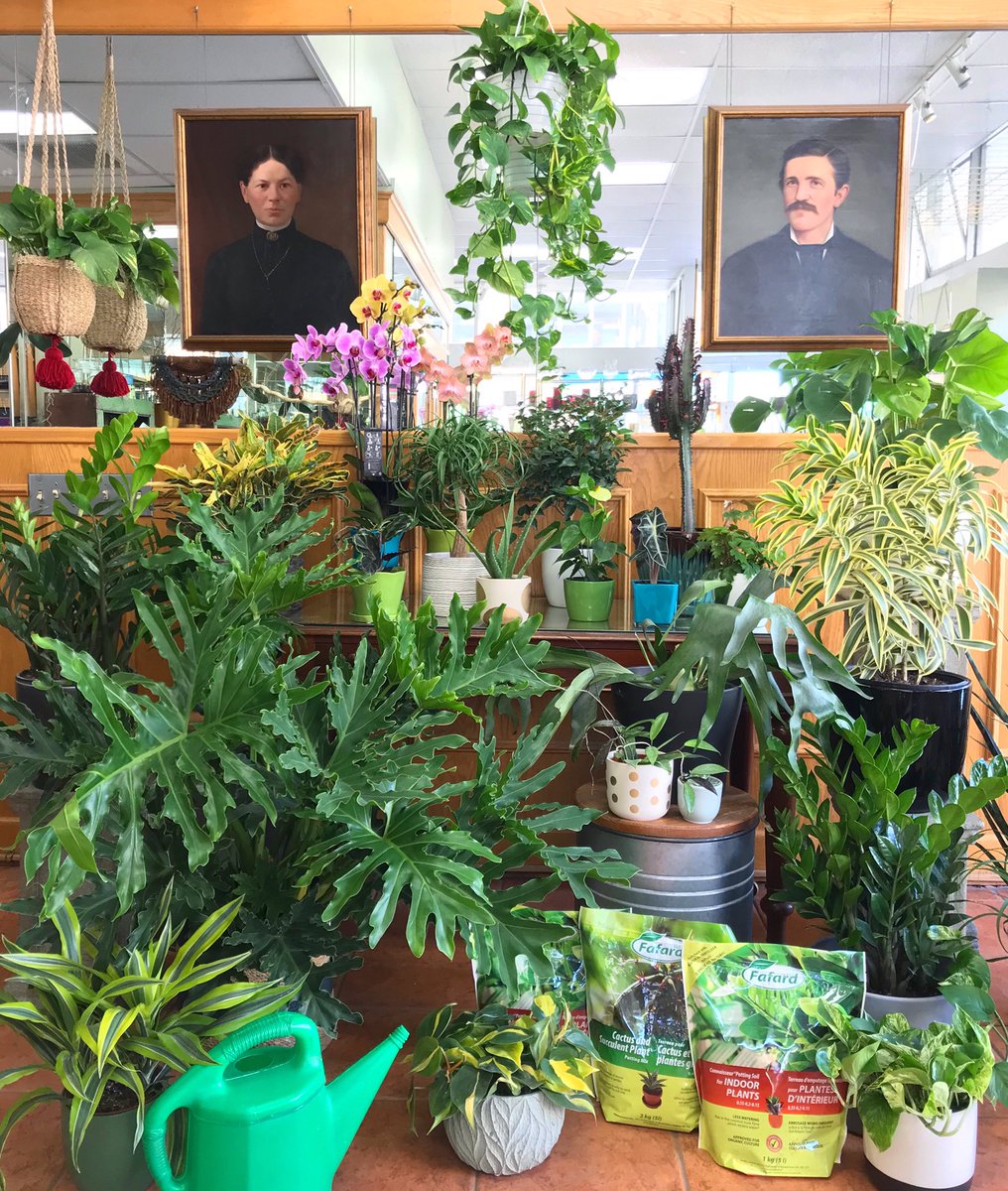 ScrimsFlorist's tweet photo. Happy Monday Plant Friends π±
#ihavethisthingwithplants #plants #plantlovers #plantstagram #plantssparkjoy #plantsmakepeoplehappy #plantshop #shoplocal613 #Ottawa #Ottawaflorist #Ottawaplants #Ottawaigers #Ottawatourism #narcityCanada #IDigElgin #Scrimsplants https://t.co/2cX2OhbV0V