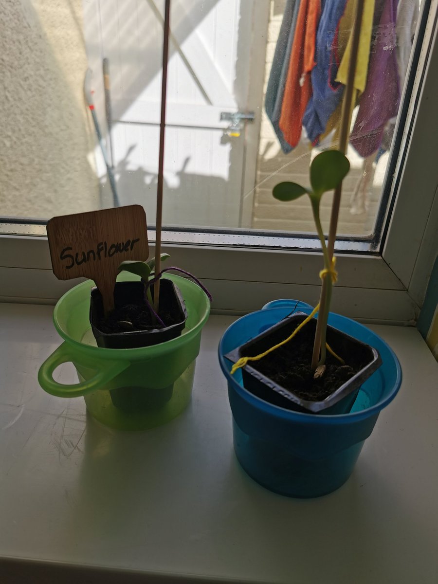 clairestrutt81's tweet photo. @EPAKoalas hi miss storr, where back to school work today after the easter holidays, we've been super busy we've planted flowers, and sunflower seeds which have come through already we went for lots walks and amd made Easter buns from Alfie x https://t.co/nNHvSpe4EO