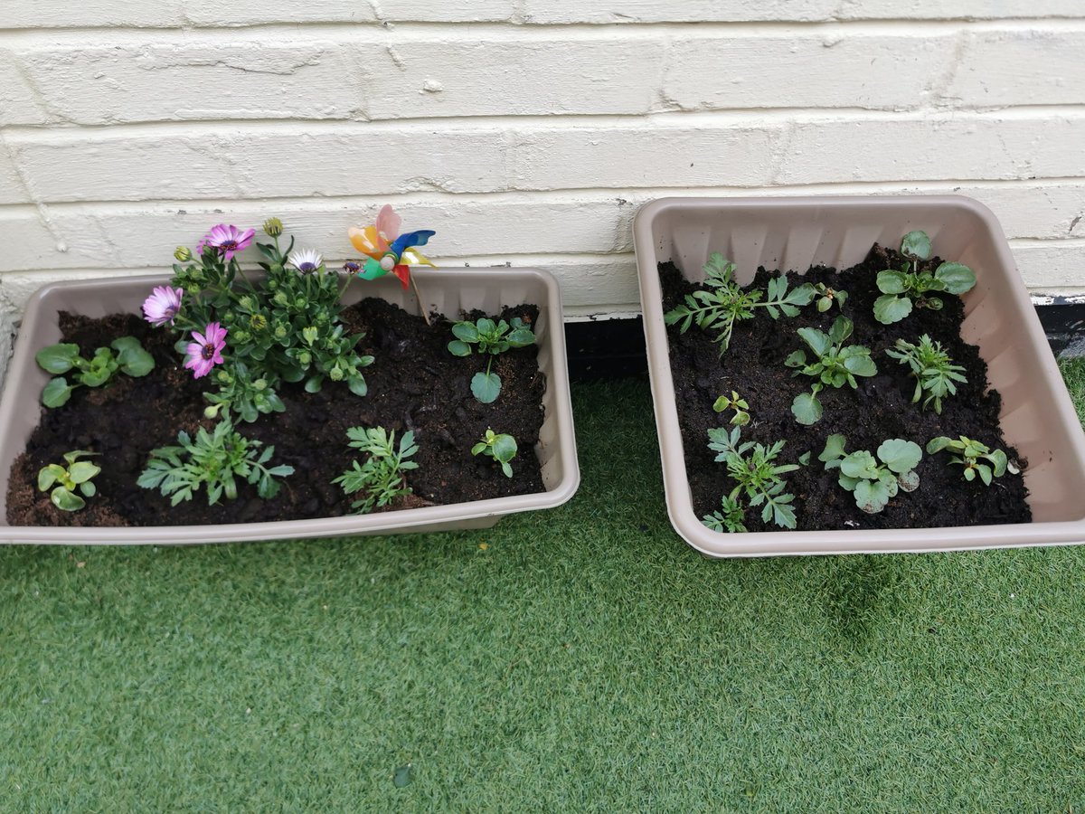 clairestrutt81's tweet photo. @EPAKoalas hi miss storr, where back to school work today after the easter holidays, we've been super busy we've planted flowers, and sunflower seeds which have come through already we went for lots walks and amd made Easter buns from Alfie x https://t.co/nNHvSpe4EO