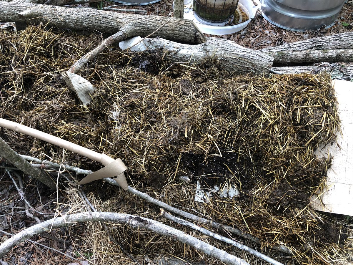 Bring in the waste hay/sheep poop! It stinks! It’s a messy job! I found muck in my eyebrows afterward!