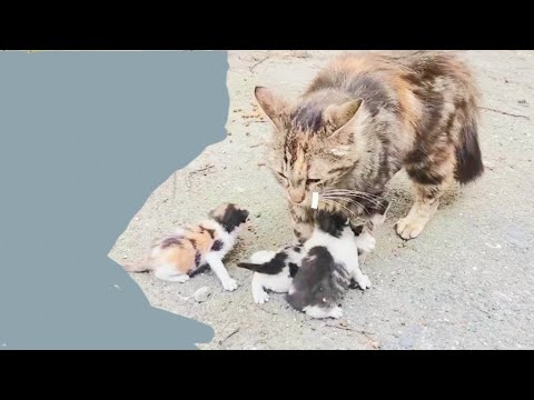 MeowMoeDotCom's tweet photo. So many cute kittens Vibeo ...
#Cats #Cat #Kittens #Kitten #Kitty #Pets #Pet #Meow #Moe #CuteCats #CuteCat #CuteKittens #CuteKitten #MeowMoe
#Compilation2020 #CuteCatsVideos #CuteKittens #CuteKittensVideos #CuteKittiesVideos
https://t.co/wktYEYJID2
. https://t.co/xvjK0lvtwI