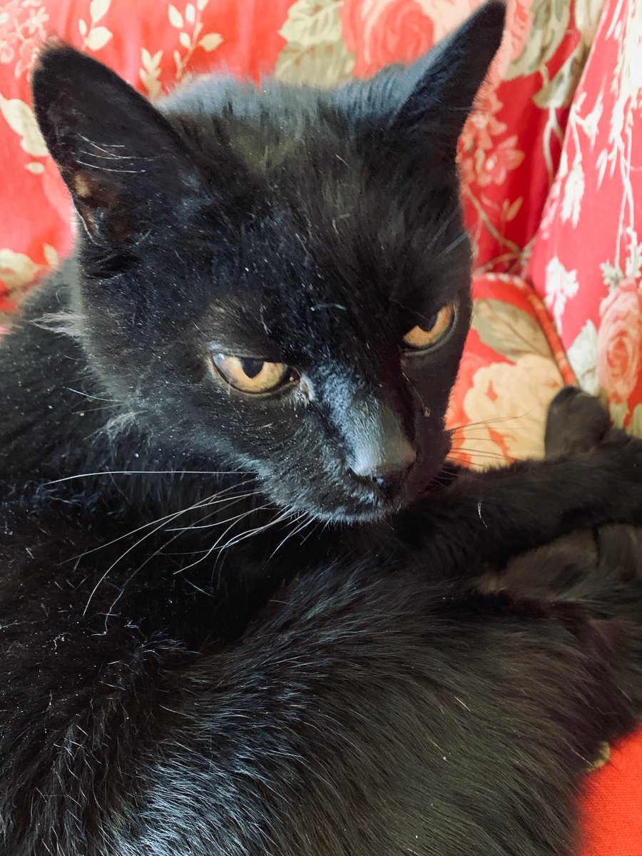 WkhsMullen253's tweet photo. This Jedi... the last of the Mullen family pets.  Yes, he is named after Luke Skywalker circa The Return of the Jedi.  I also had a cat named Obi (Obi Wan).  Jedi is 17 years old and pretty grouchy that we are all home. #wkhshomespirit #GoWolves https://t.co/g75BoAiZ4k