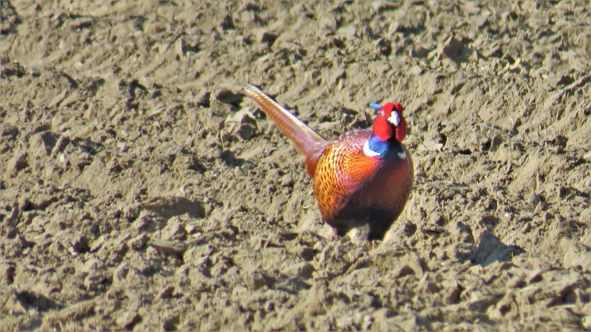 inja5248's tweet photo. #fazantenhaan vanochtend in een open veld
dapper paraderend
#Hingen #MiddenLimburg
@Sovon @VroegeVogels @vogelnieuws https://t.co/dVnLxJWnwQ