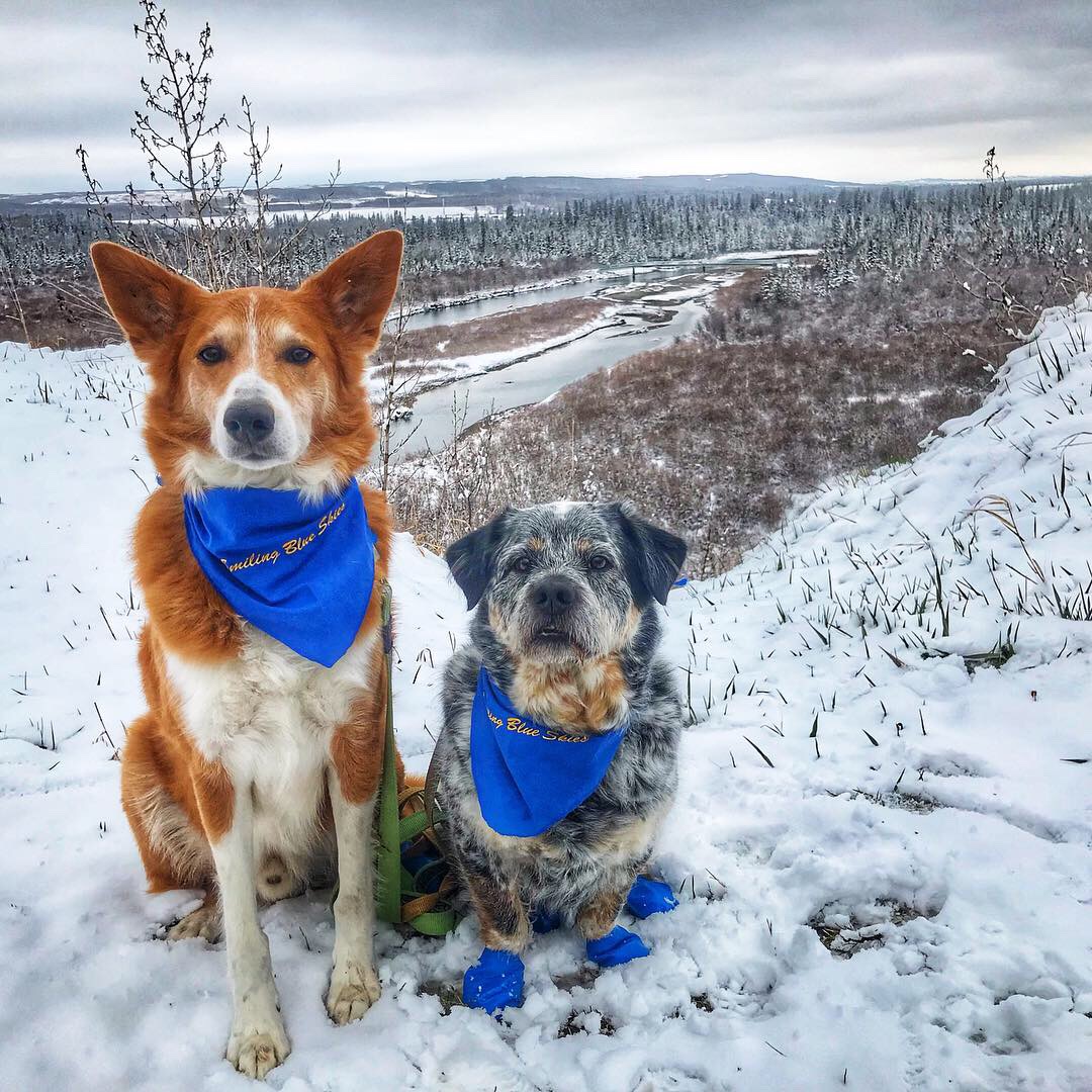 OVCPetTrust's tweet photo. Happy National Volunteer Week! OVC Pet Trust is so fortunate to have volunteers across Canada and beyond to support our work helping the pets we love - live longer, healthier lives. Thank you for your dedication, commitment and passion. ❤️ 🐾 #CheersToVolunteers #NVW2020 https://t.co/29EmYIXprd