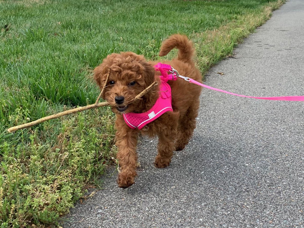 Maisie loved getting to meet 21 third graders over Google meet this morning, but she wishes they could all play together in person!