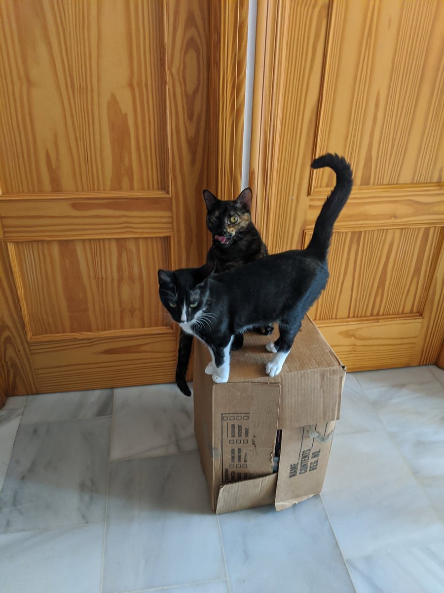 Clefairy & Leafeon: IS CAT LAW THAT IF U SEE A BOX U MUST STAND ON BOX
