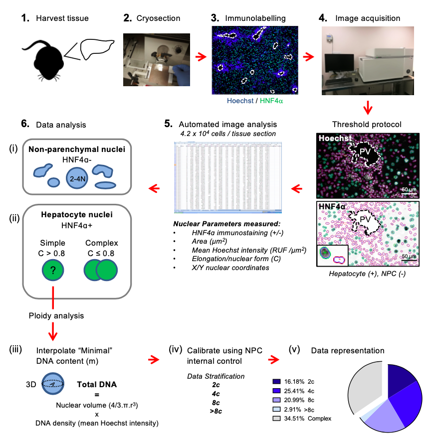 Spookspoon's tweet photo. Our new @JoVE method uses @Cytiva high-content #INCellanalyzer to identify hepatocytes. We then use custom software to calibrate hepatocyte ploidy using non-parenchymal liver cells as an internal control #hepatology #liverdisease https://t.co/aikWeOZyx3