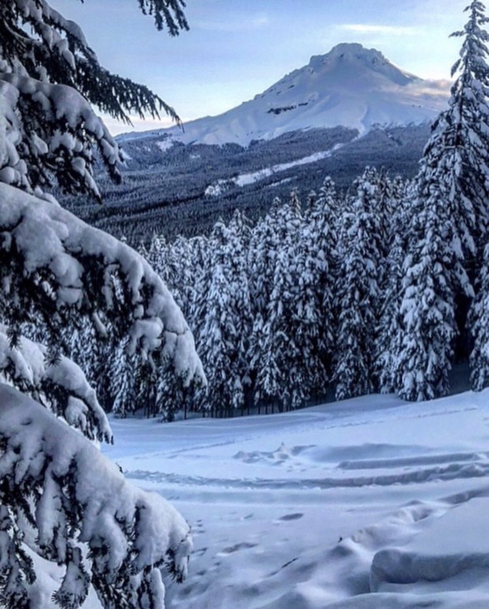 inMtHood's tweet photo. This is one of our favorite shots from Instagrammer b_in_oregon’s collection because Mt. Hood looks beautiful and the heavy dusting of snow on the trees adds so much character! #omht https://t.co/voHPabU3U9