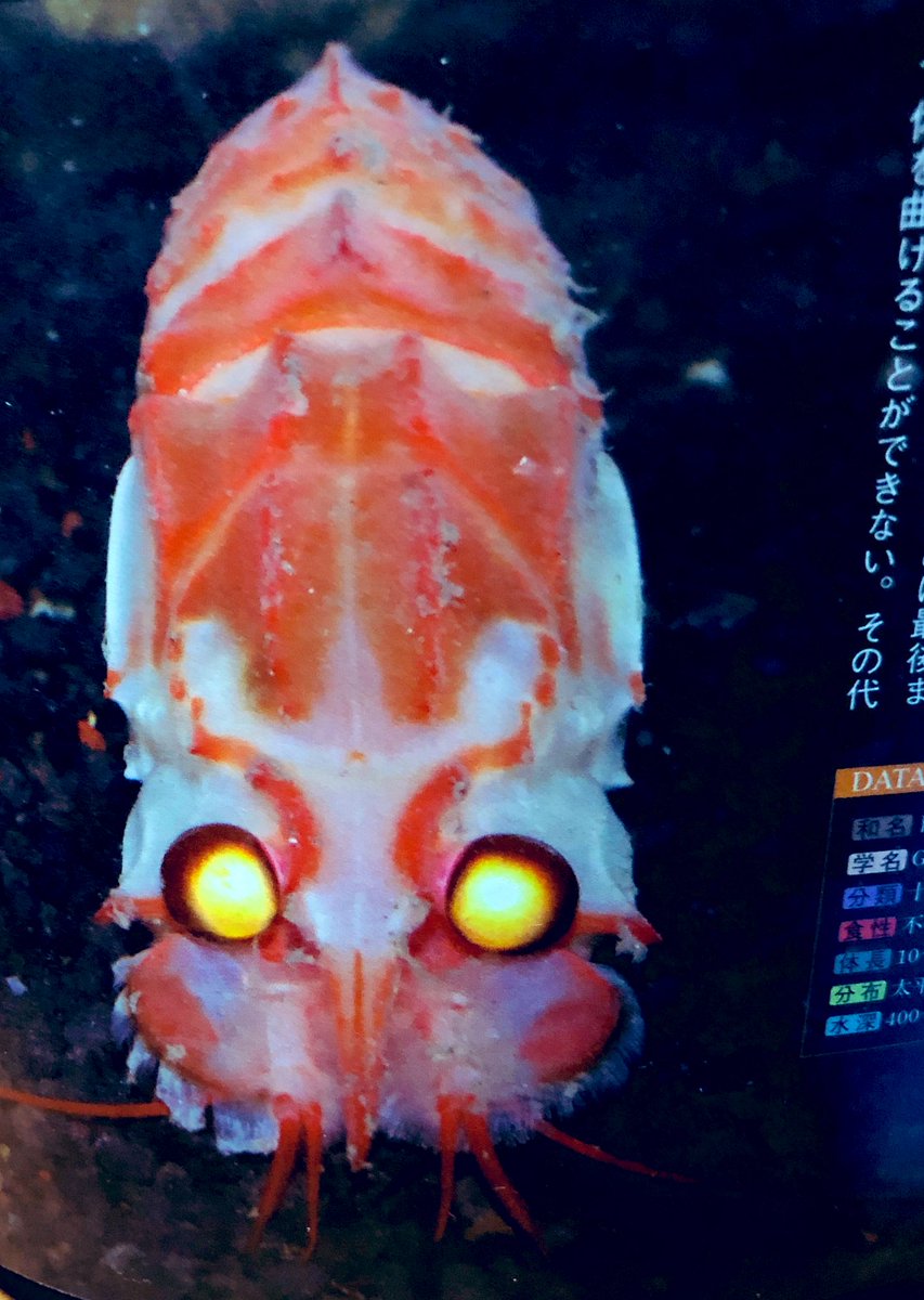 深海生物 シリーズ