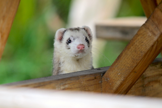 AngelCityFerret's tweet photo. Whatcha doing?
——————————————— 
The Greater Los Angeles Ferret Club.
———————————————— 
#CaliforniaFerrets #ferrets https://t.co/2xrdPlMaWr