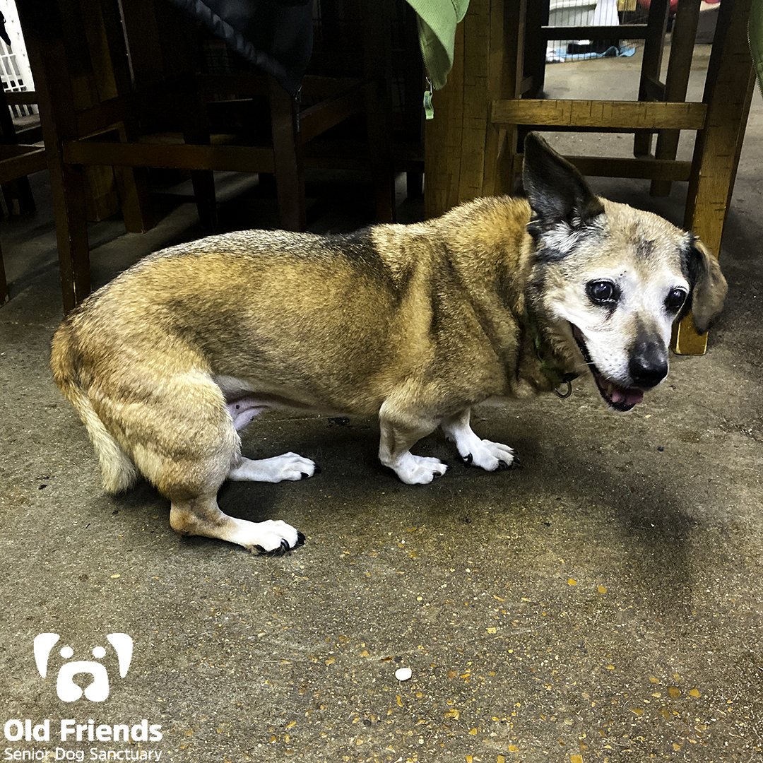 oldfriendssds's tweet photo. You know it's going to be a GREAT Monday when this precious pup gives you that big smile! Good-morning to you Prissy!
--
#ofsds #seniordogs #ofsdsprissy #ofsdsgoodmorning #monday #smilingdogs https://t.co/BhenEqdVMx