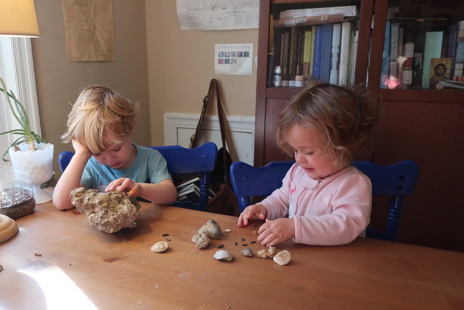 And later, some close examination of our collection, the smaller contents of which tend to ebb and flow under toddler use (fortunately the supply of fossil shark and ray teeth, the most commonly lost items, is basically endless):