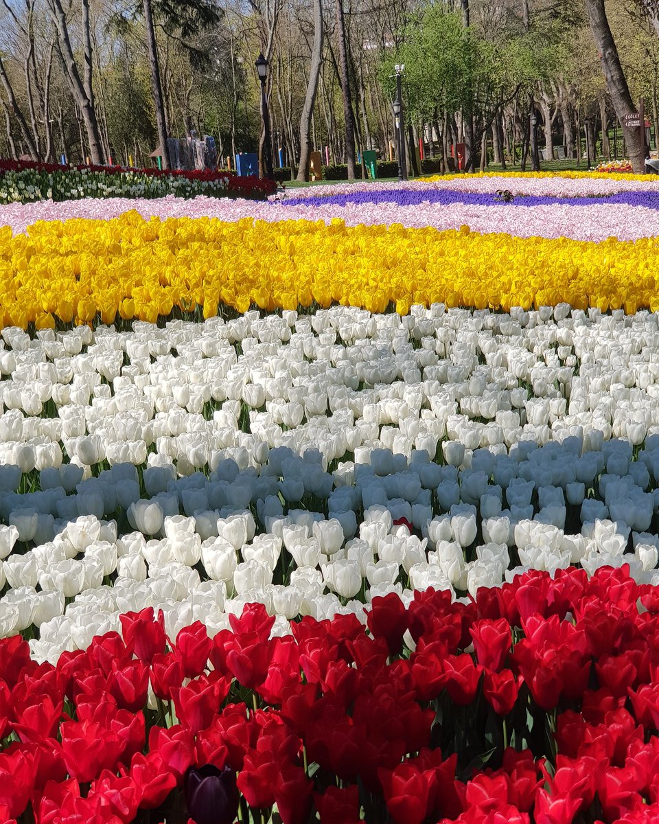 Nisan 2020
Emirgan Korusu 
#lale #emirgankorusu #emirgan #emirganpark #istanbul #tulip #tulips
