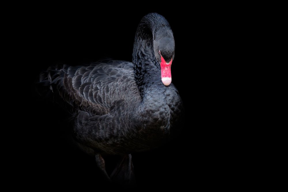 samiealachrafi's tweet photo. It’s Monday, which means a new #podcast episode of #8wordsorless!
@SamieandJames talk about @nntaleb groundbreaking #book The Black Swan (described by The Sunday Times as one of the 12 most influential books since World War II).
Listen to 8 Words or Less on Apple Podcasts. https://t.co/fnV3PKmFVC