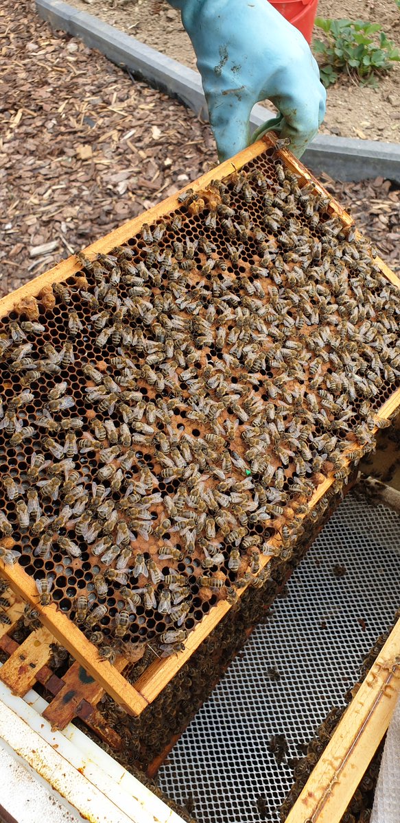 Imkernachwuchs's tweet photo. Hallo Queen Mum aus dem Jahr 2019. Eine Zeichnung der KÖnigin ist immer zu empfehlen #bienen #imker https://t.co/qW7mb2esMu