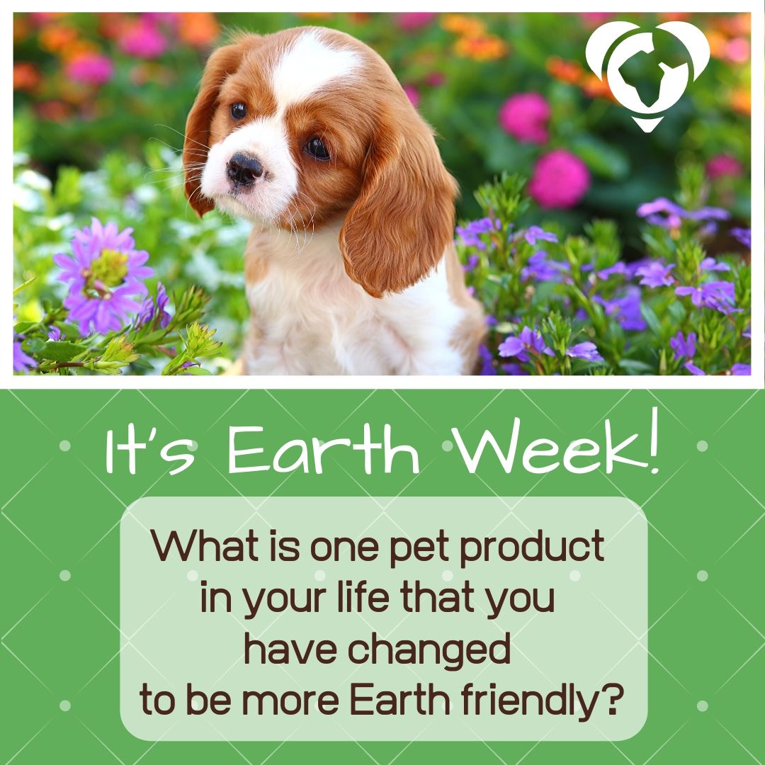 It's Earth Week! As a planet focused pet company, we love bringing more attention to Earth Day (Wednesday) and to planet friendly pet options. What is one pet product that you have changed to be Earth friendly? #EarthDay #EarthWeek #EcoFriendlyPets #HealthyHomesHealthyPlanet