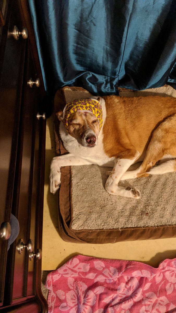 MA_Stapleton's tweet image. Our dogs got into a fight. Eric, pictured below lost. Ray, not shown is in a muzzle and a time out.