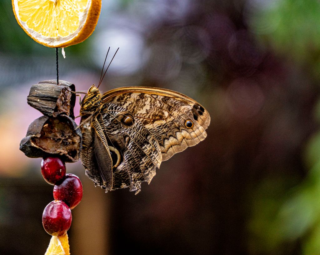 atlschoolphoto's tweet photo. It's #MacroMonday once again! 🦋
Captured by @dr.lindam from our workshop with Larry at @tennesseeaquarium
#MotivationalMonday
#macrophotography #photography #photographers #studentimages #learnphoto #naturephotography #butterflies #butterfly🦋 https://t.co/r4PvmH0rRo