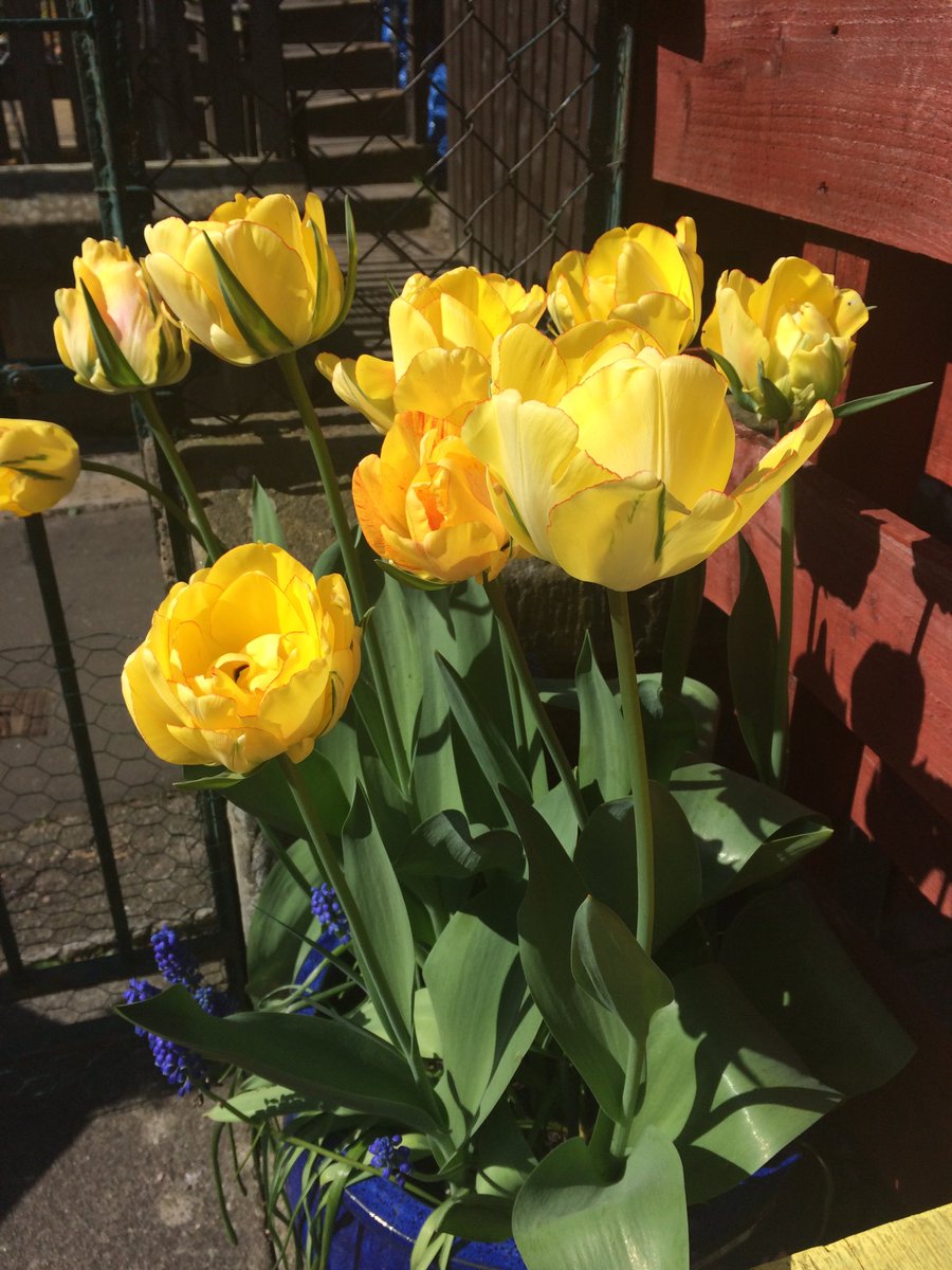 #Spring #Blossom #Garden #StayAtHomeSaveLives