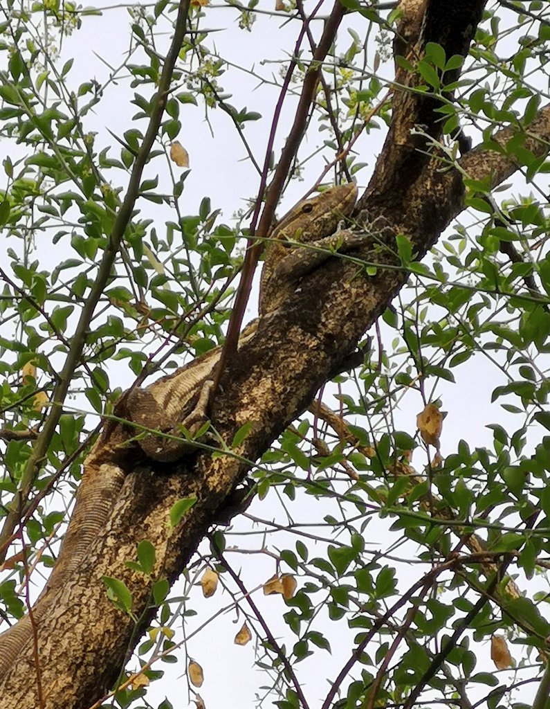 I have just look up, and discovered that monitor lizards can climb trees.I'm not sure how I feel about this.I just hope they're very good at climbing.