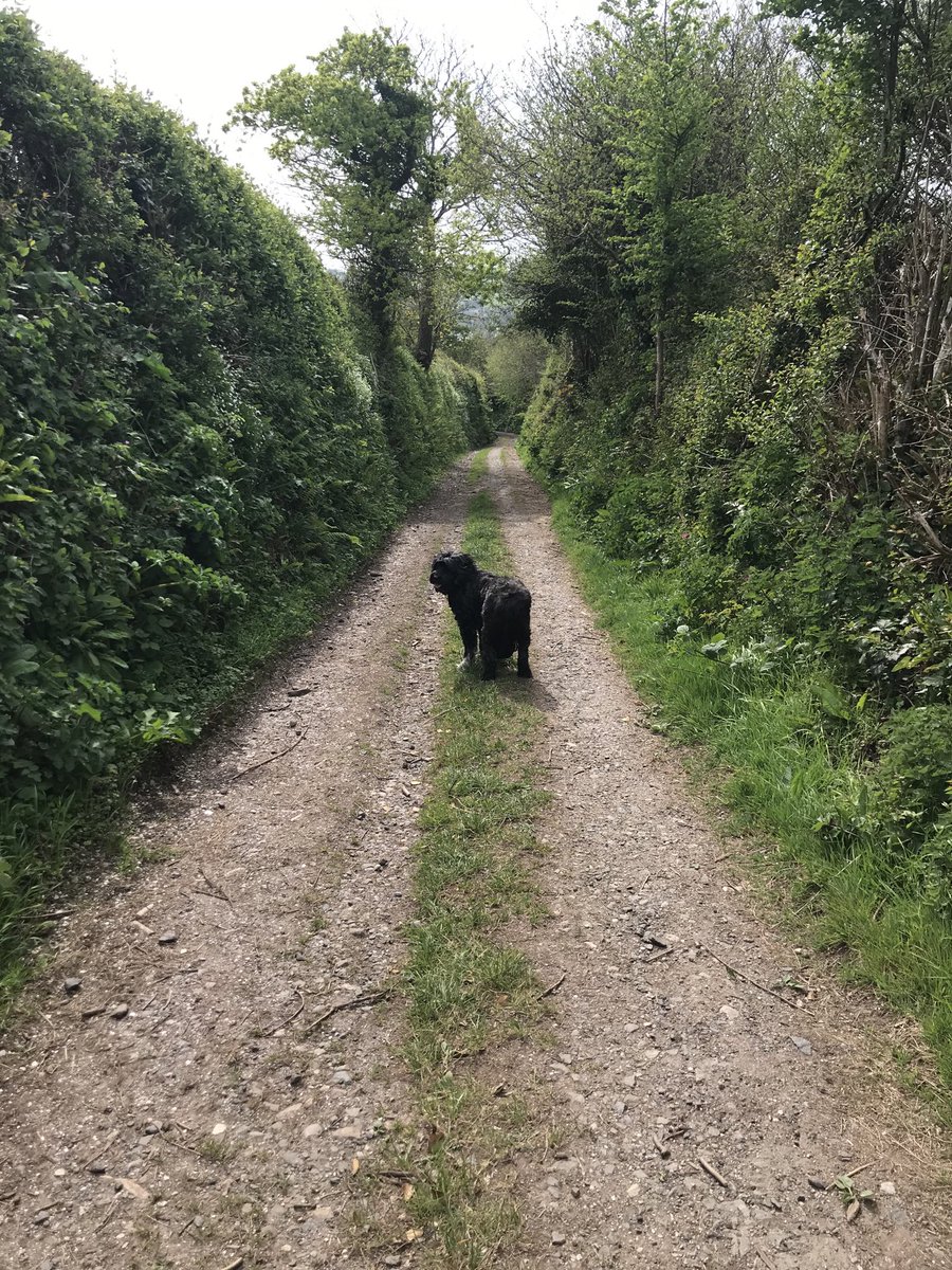 Enjoying some downtime today....wonderful local walk with our dog....important for physical and mental wellbeing during these unique times.