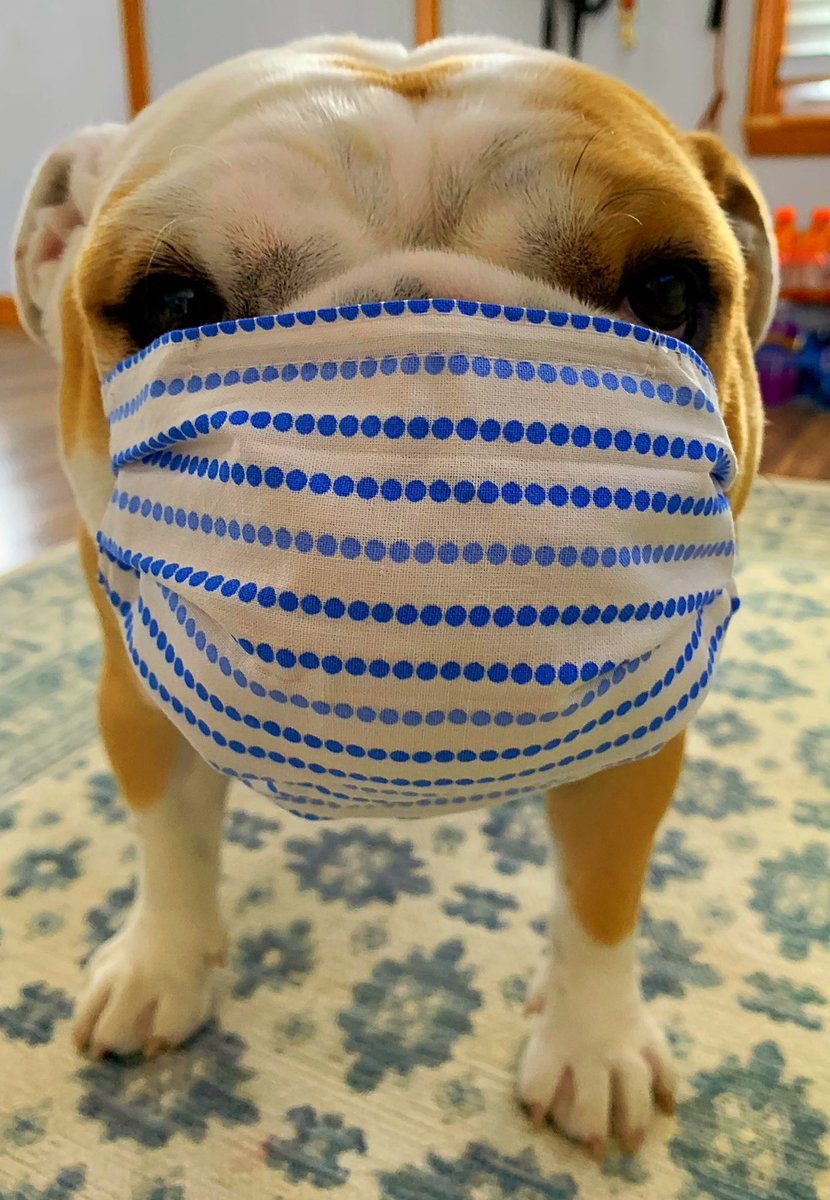 Kevin_Richman's tweet photo. Cuse trying to also abide by the new mask directive by @NYGovCuomo!! #BPatriotProud #BCSDpets #PatriotPets #englishbulldog #dailydogpic #cuse https://t.co/Q1T3KIrByF
