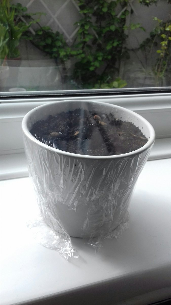DurhamUniRetail's tweet photo. Did you know you might be able to grow some fresh ingredients from items from your kitchen cupboards?
Check out our latest blog post to find out:
https://t.co/9FKbQ49X1q https://t.co/hjypoYzRlo