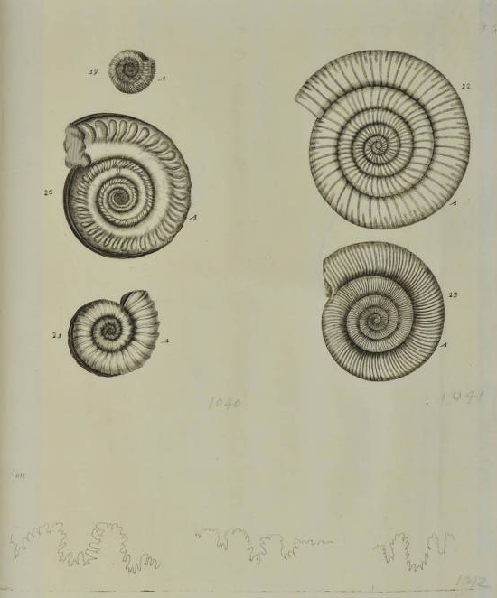 Finally another recent discovery of a different sort, at the juncture of early modern history and paleontology, look at these gorgeous illustrations, c. 1685, of fossil ammonites, by Susanna and Anna Lister, for their father Martin's Historiae Conchyliorum: