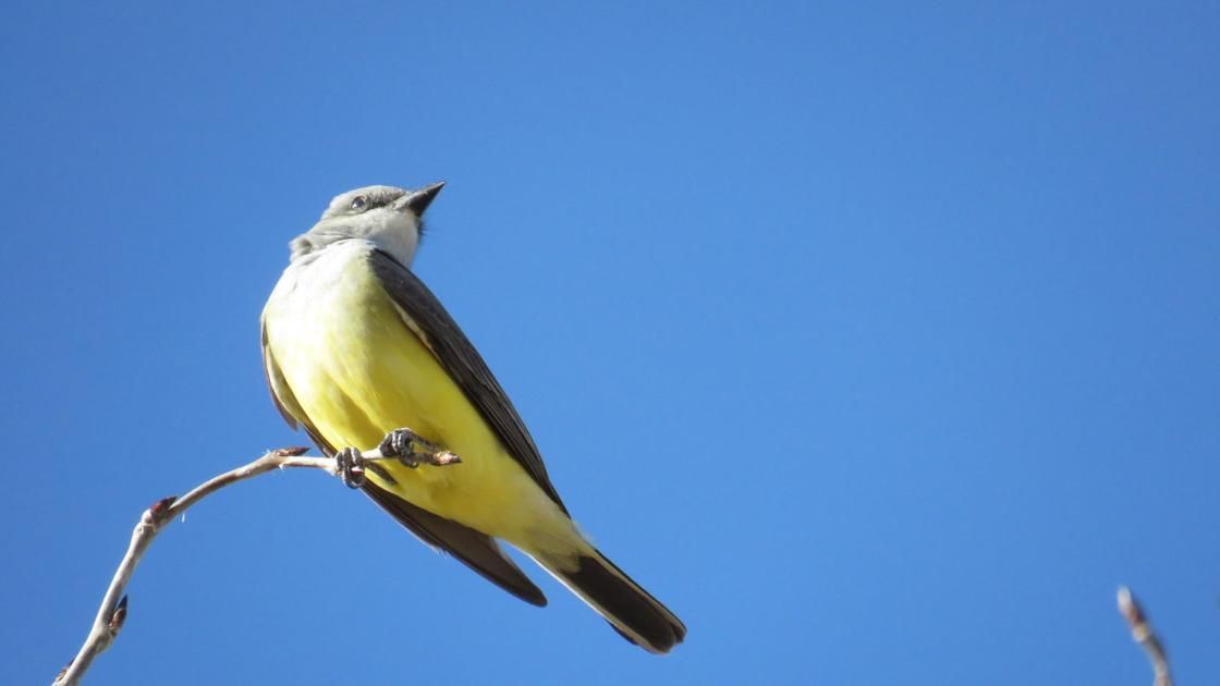 Thankfully, migrating birds in Santa Fe oblivious to virus. Broad-tailed and black-chinned hummingbirds are the two species that nest in our area and are back. Hummingbird nectar is 4 parts water to 1 part white table sugar. Regular white sugar is best. bit.ly/2VlGOAL
