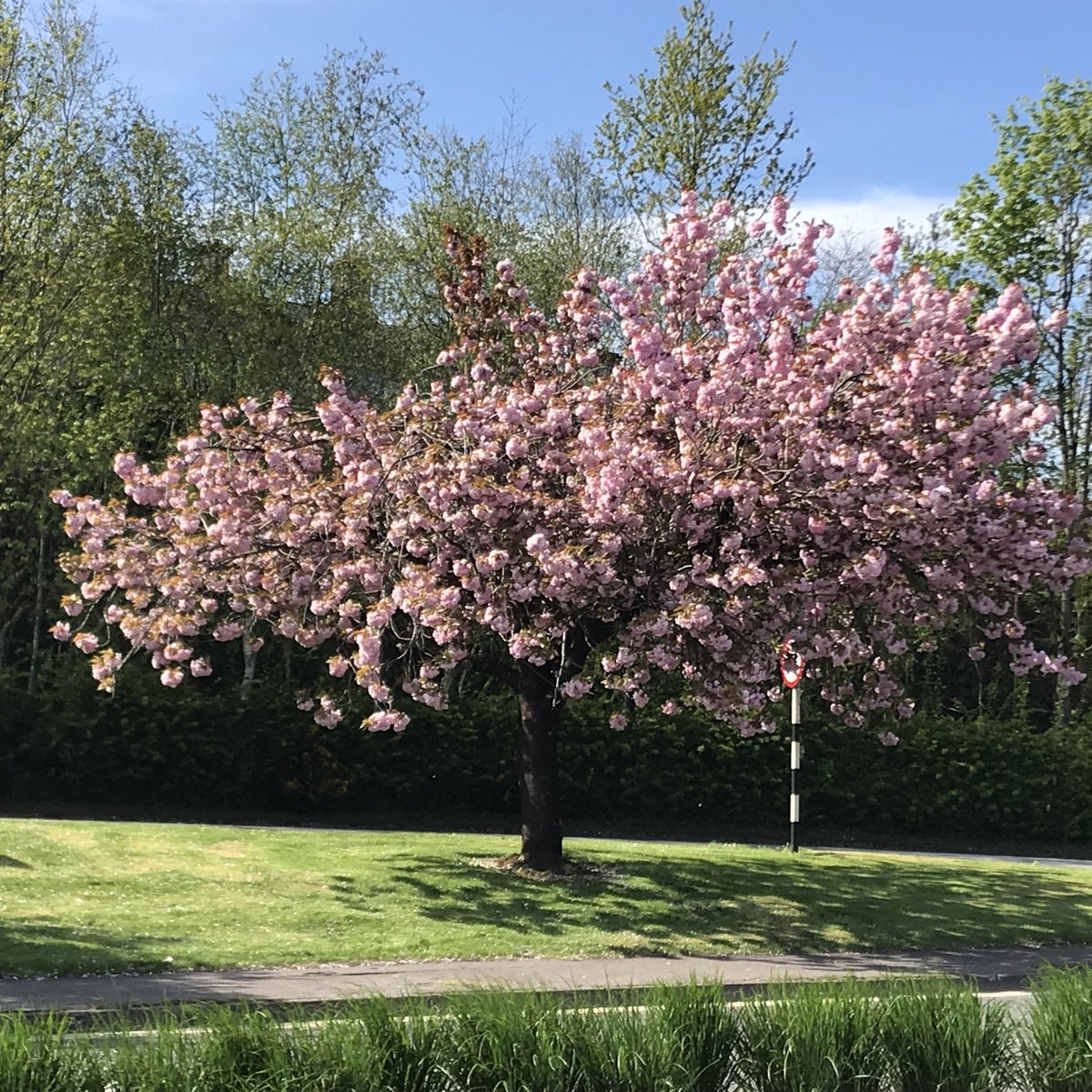 Laura Curtin (Lols) tweet media