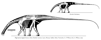 In sauropods with shorter arms and necks (potential low/ground browsers), the sacrum is less wedged, with angles closer to 10º. However, this is not enough to get the head to the ground… Why didn’t the sacrum revert to the basal condition (rectangular)? 20/n