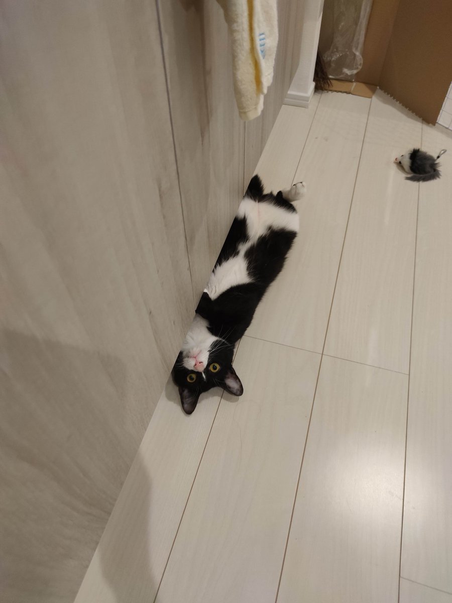 nekoadayo's tweet image. 秘技　ー半身隠しー