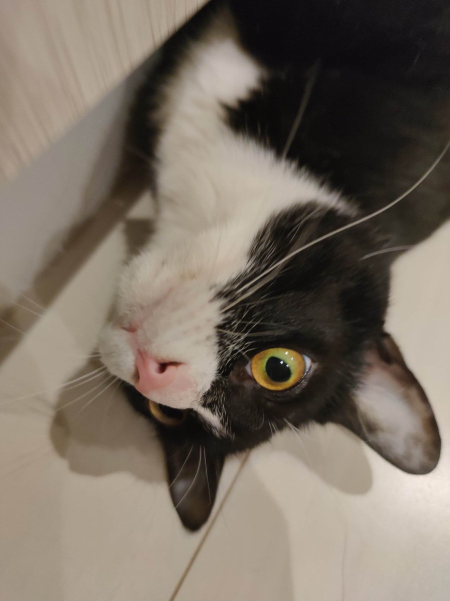 nekoadayo's tweet image. 秘技　ー半身隠しー