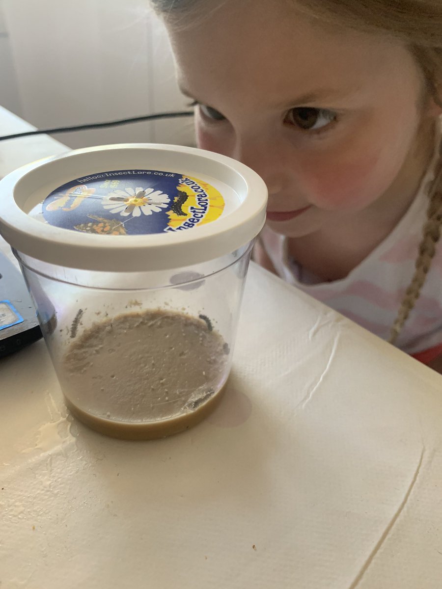 franny1984's tweet photo. @AlbertPyeRavens Ava patiently watching our 5 new house guests - teddy, brownie, spicy, pickle and gin grown #lifecycleofabutterfly #visuallearning https://t.co/ptGxLwY6br