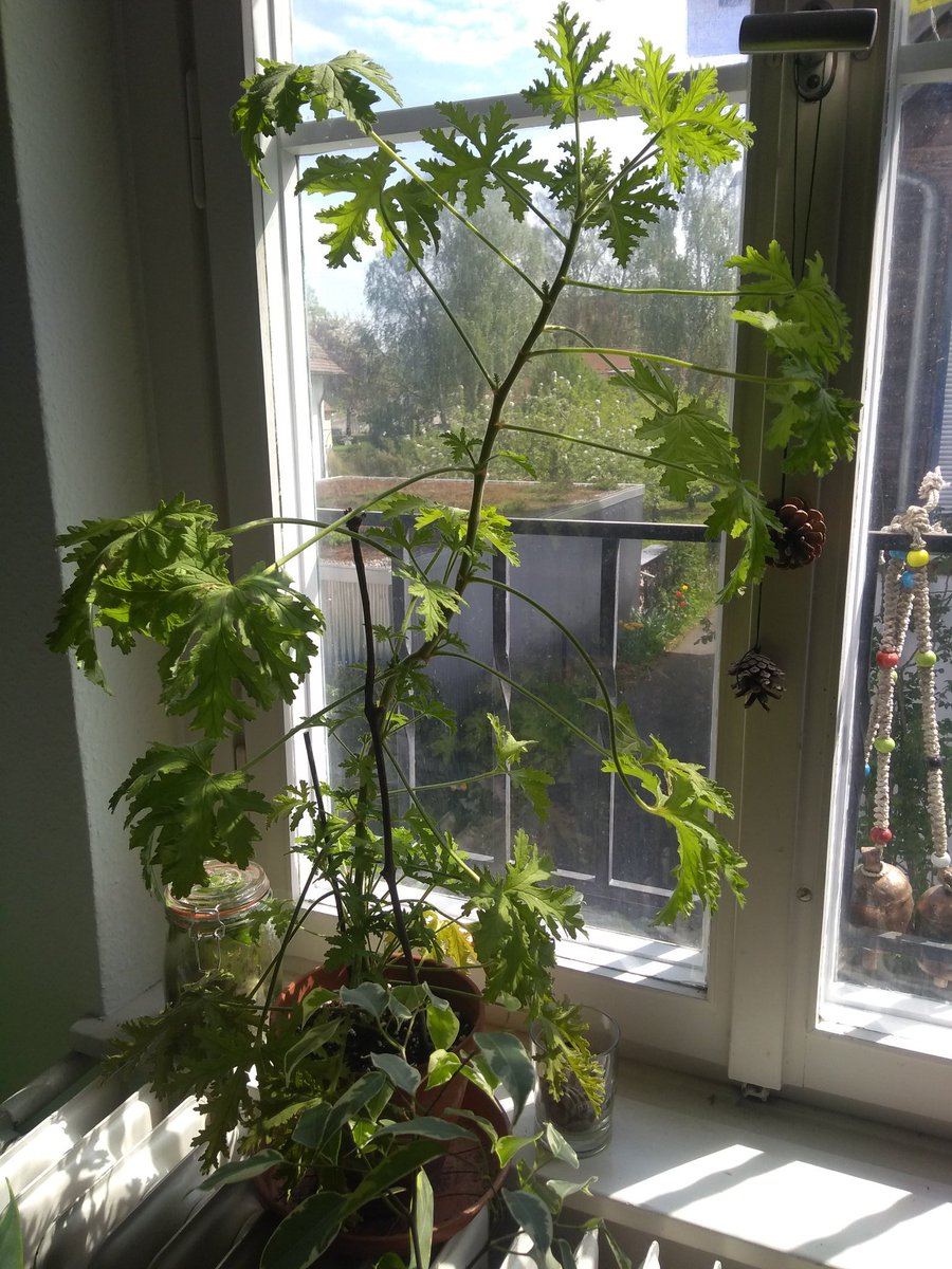 hmnaik's tweet photo. Thesis in time of corona #titoc week 3: keep your green friends close to you in time of lockdown. Some green is always nice to look at while writing is going dull and a growing plant is always a sign that you are doing at least one thing right. #AcademicChatter #PhD https://t.co/nn5lYzdg2t