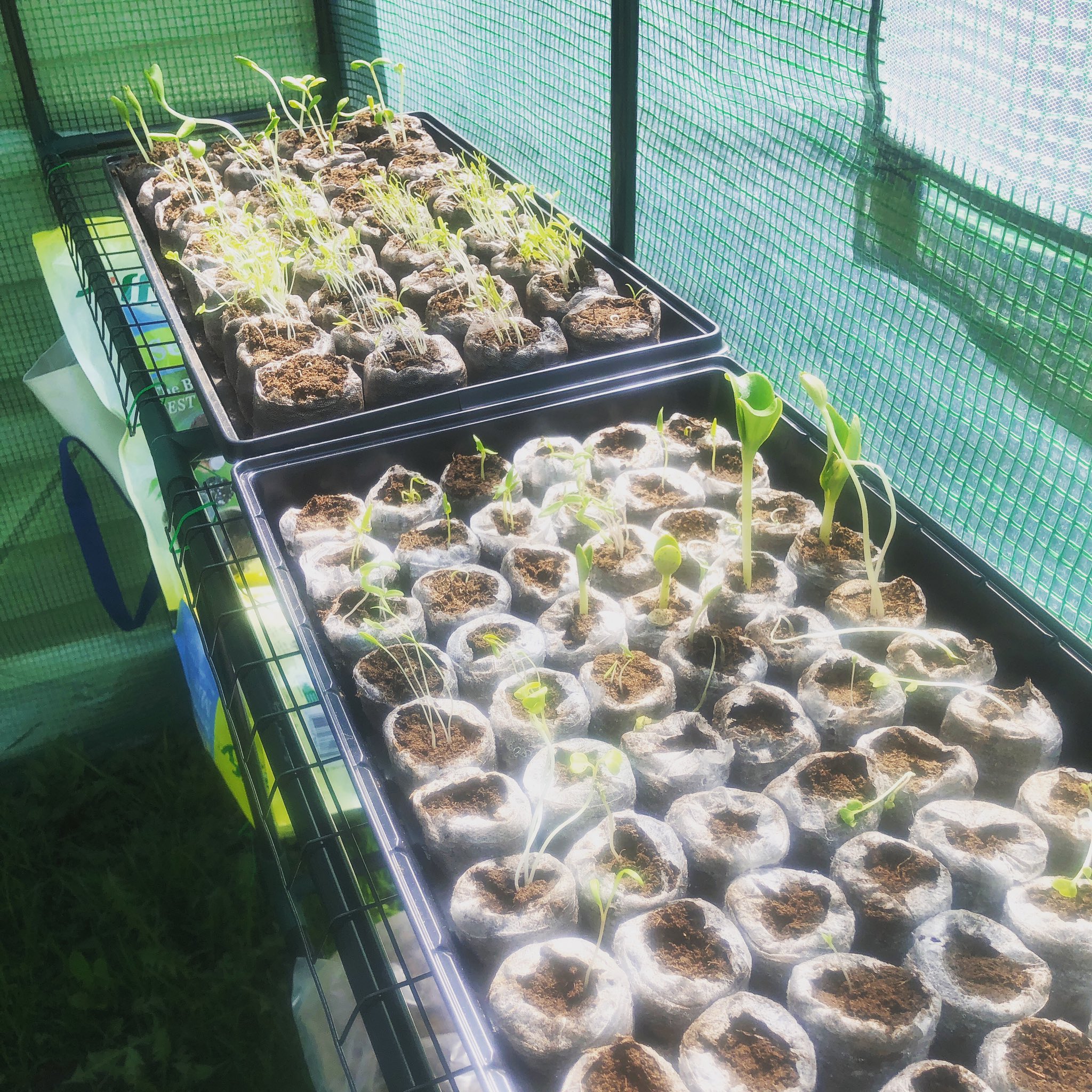 Mrs. Shearer on Twitter "They’ve made it to the greenhouse! 