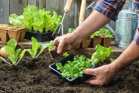 Exercise and fresh air can keep your mental and physical health in check. #Walking and #gardening are among the easiest ways to get both. Remember to practice #socialdistancing. #StayHealthy #StayActive #podiatrist ow.ly/qZyq50zdDhn