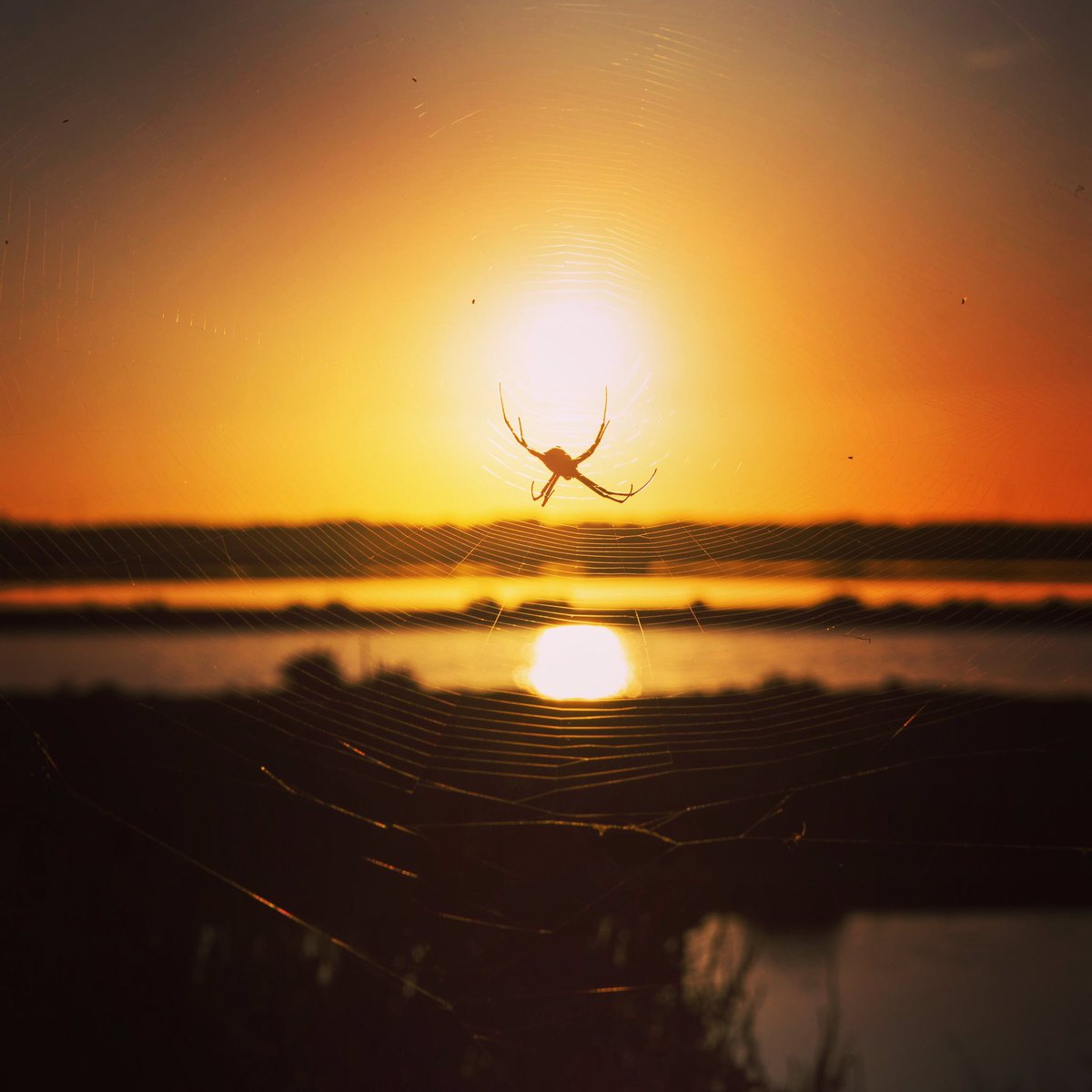 Spider catching the sun in its web, at Salinas, Ibiza #ibiza #ibiza2020 #eivissa #spider