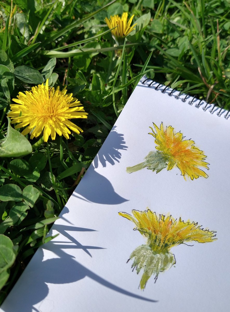 RHdesignedit's tweet photo. Dandelions are popping up all over the garden which I don't mind as pollinators love them and they are a bright happy colour to paint #dandelions #dandelionfest #savethebees #wildlifegarden #wildflowerhour #flowerpainting #sketchbook  #acrylicpainting #devon #devonartist https://t.co/DjmwaYVDt7