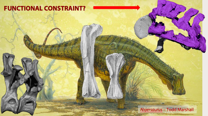 We don’t know, but looks it became fixated in sauropod body plan (becoming a constraint). The solution found by different lineages which evolved lower head positions was the same… in convergent fashion: they modified dorsal vertebrae and forelimbs to cope with the wedging 21/n