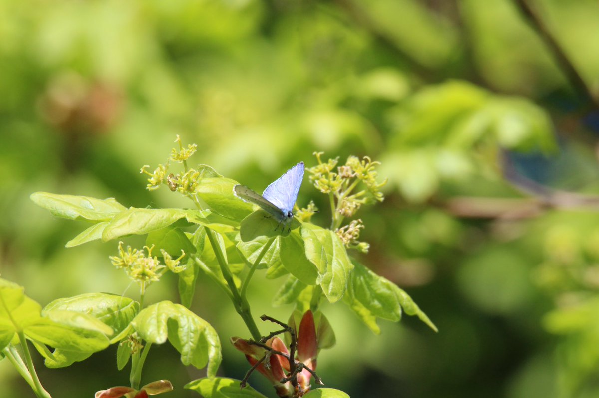 Day twenty eightHolly Blue Butterfly Red Admiral Butterfly Orange Tip Butterfly (closes wings) #GardenWildlife  #LockdownWildlife  #WildlifePhotography