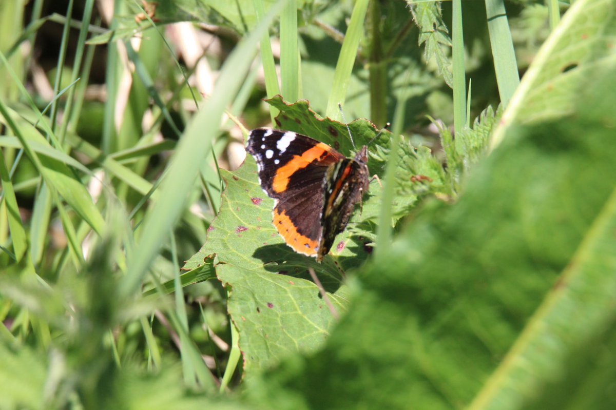 Day twenty eightHolly Blue Butterfly Red Admiral Butterfly Orange Tip Butterfly (closes wings) #GardenWildlife  #LockdownWildlife  #WildlifePhotography