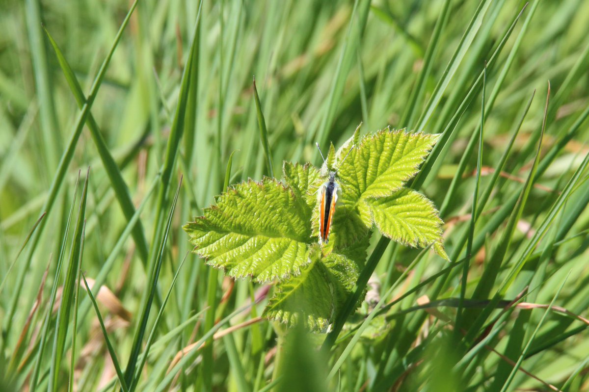 Day twenty eightHolly Blue Butterfly Red Admiral Butterfly Orange Tip Butterfly (closes wings) #GardenWildlife  #LockdownWildlife  #WildlifePhotography