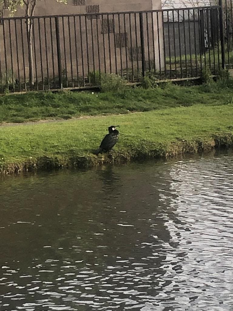 Thread: While we're all stuck here - let's revel in the lovely snippets of nature we see. These were all sent in on Facebook and we'll continue to share any of your nice photos of Wild Inchicore (non-human :) ) and surrounds. 1 Cormorant by Mags.