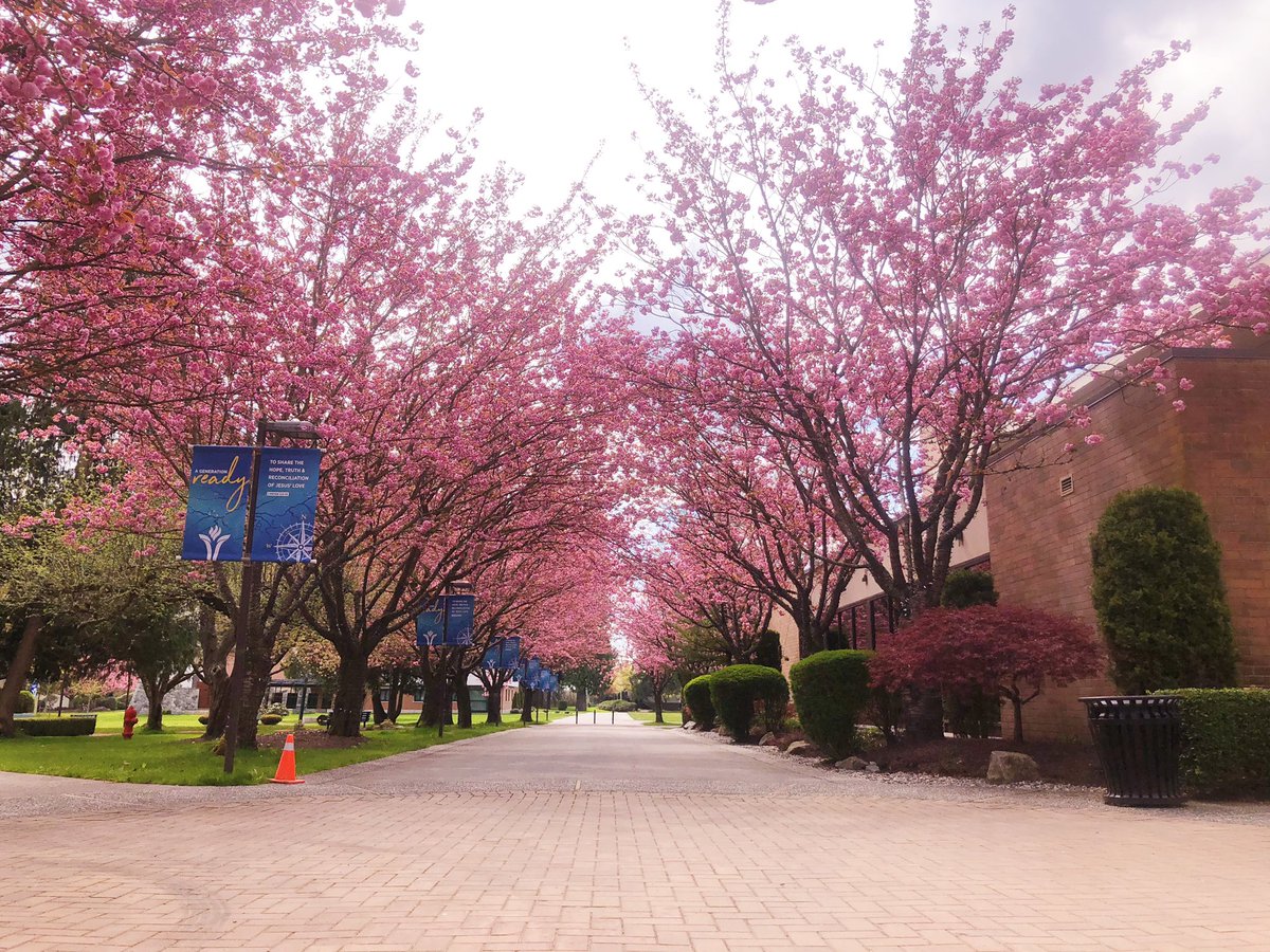 Full bloom. #cherryblossoms